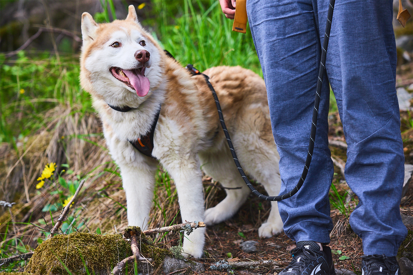 Husky Rock leash adjustable