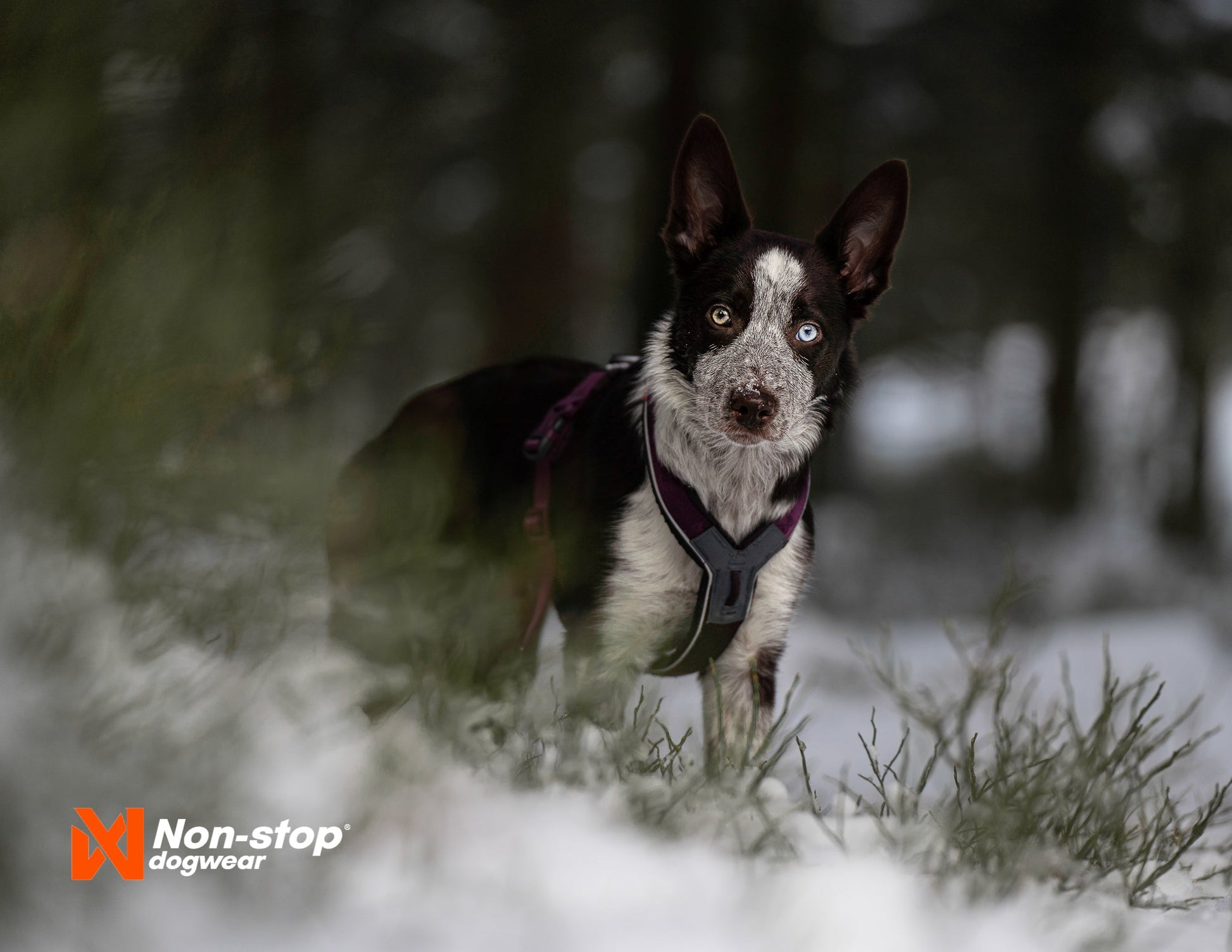 Perro en la nieve con line harness 5.0
