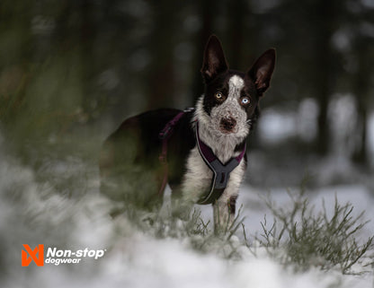 Perro en la nieve con line harness 5.0