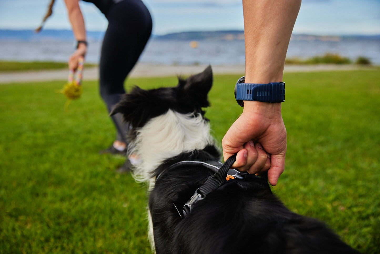 Border collie line harness grip