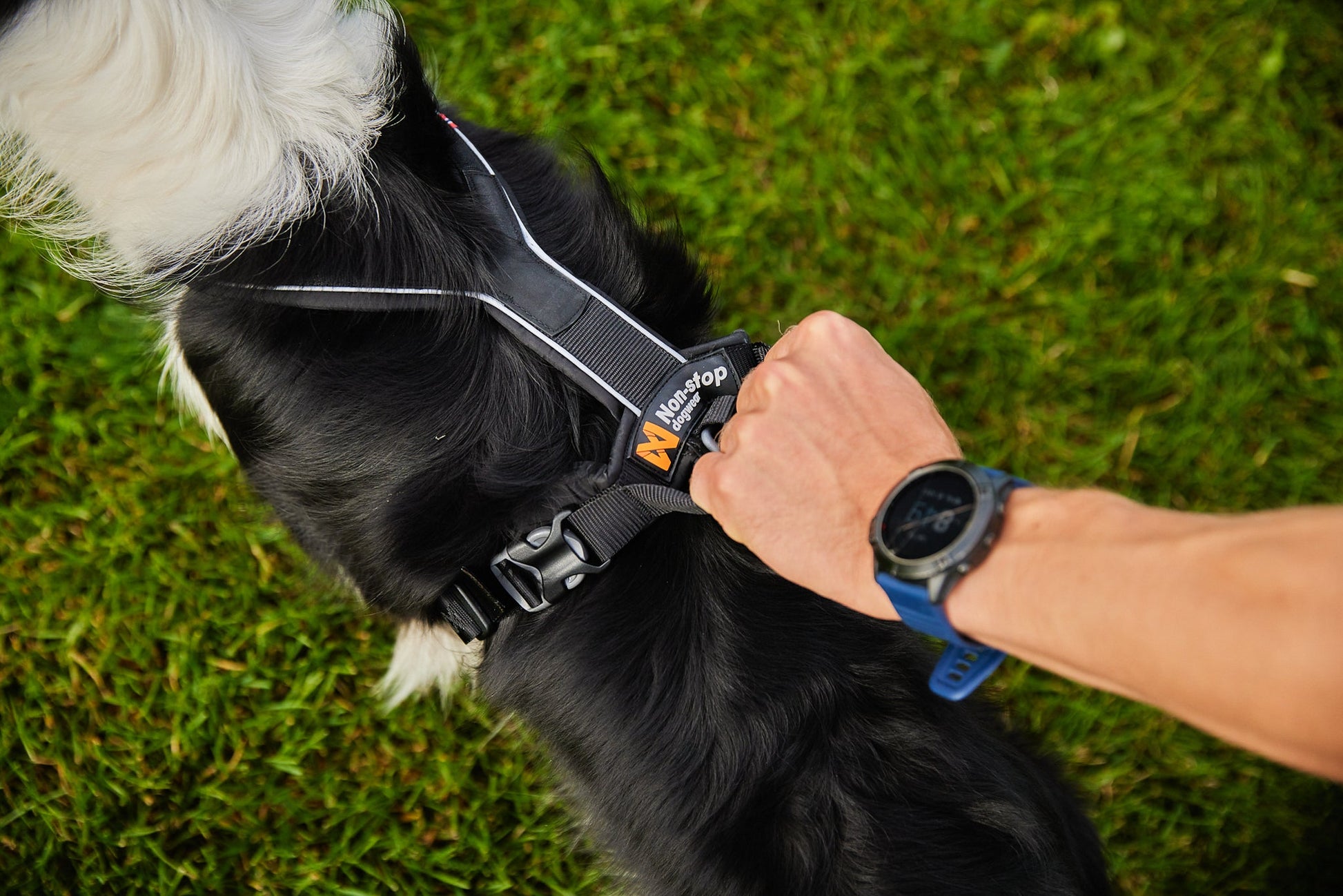 asa line harness