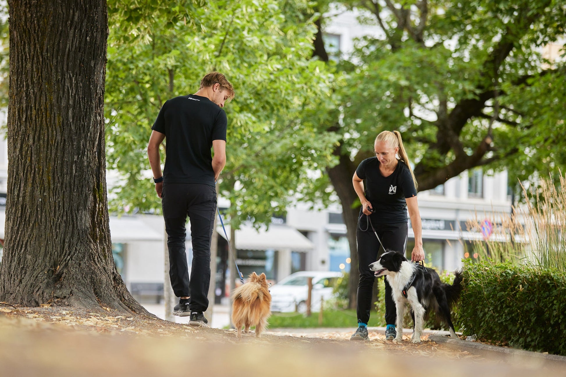 Sujetando border collie line harness grip