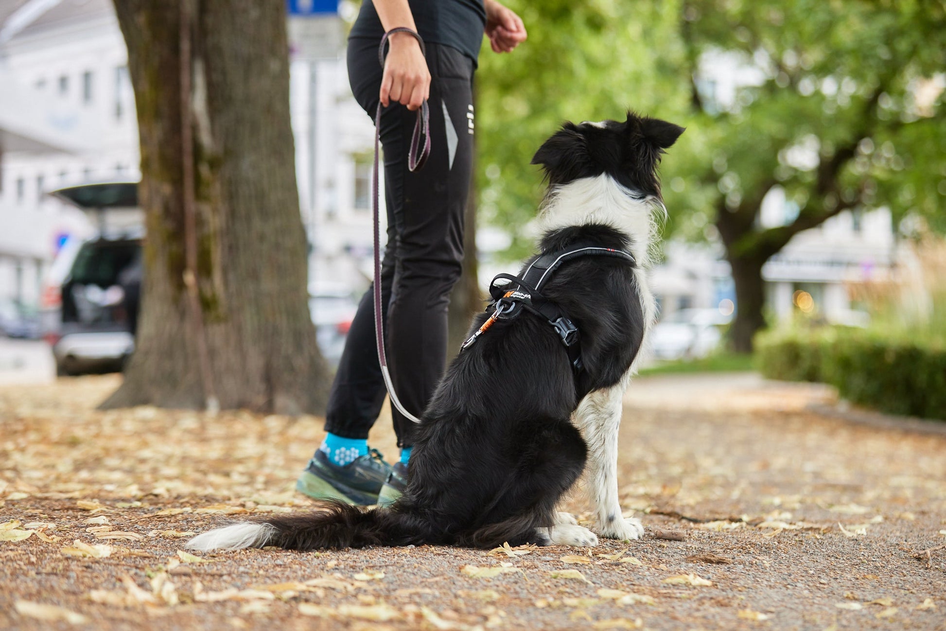 Border collie line harness grip
