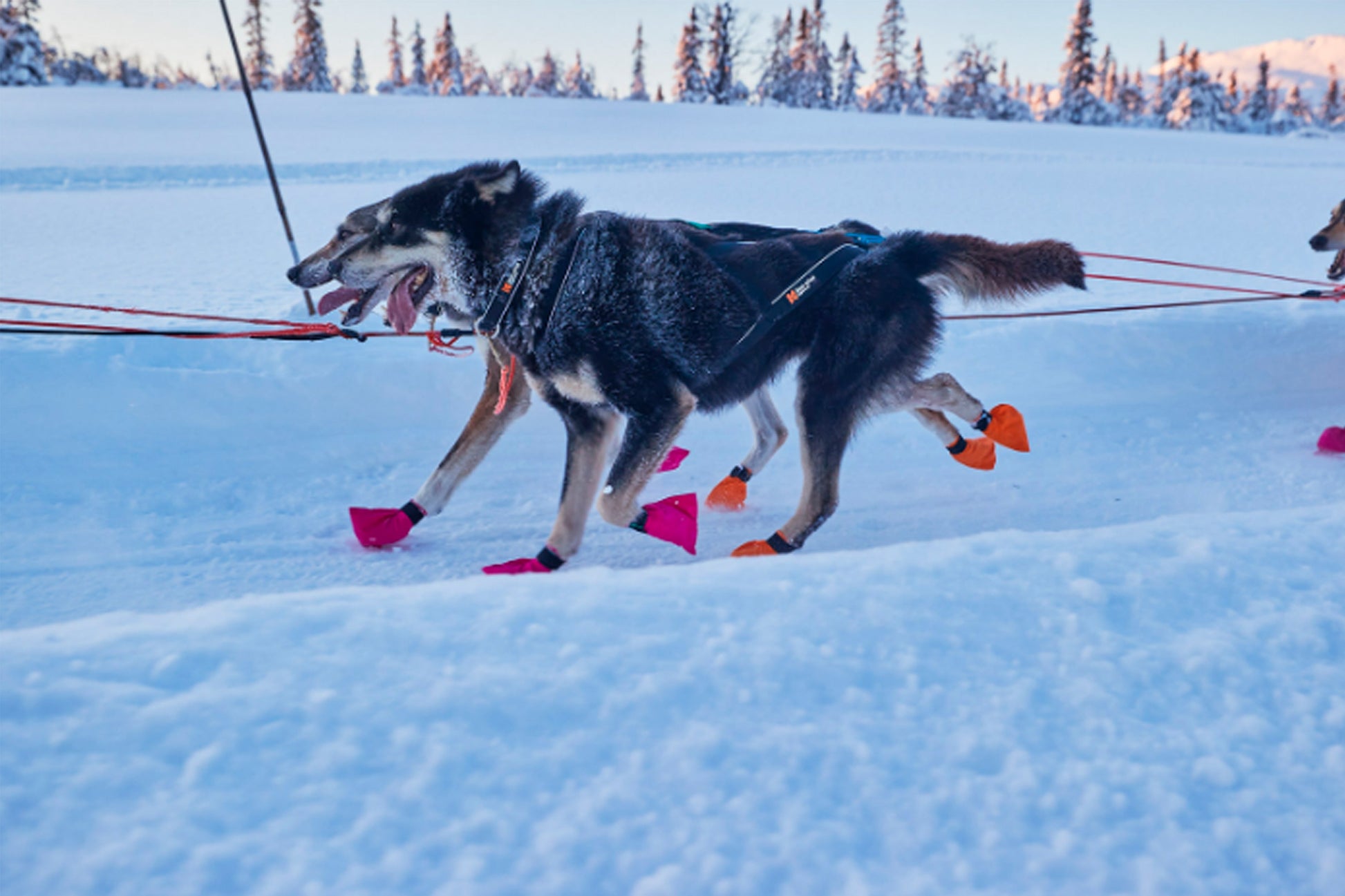 Collar mushing