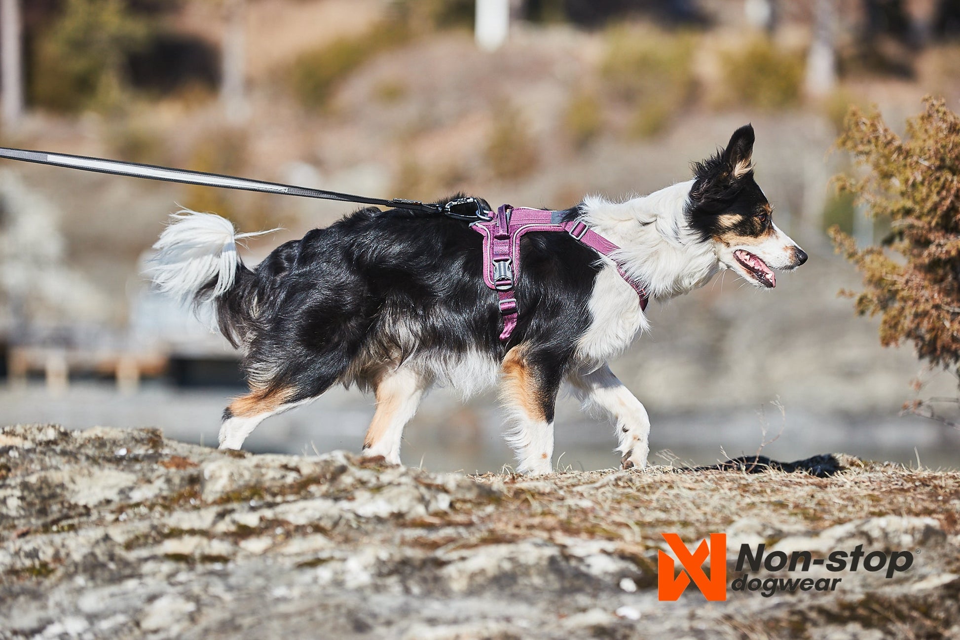 Border collie Ramble harness morado