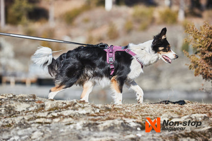 Border collie Ramble harness morado