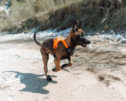 Non-stop dogwear Ramble harness – Arnés Ajustable y Versátil para Perros en Colombia