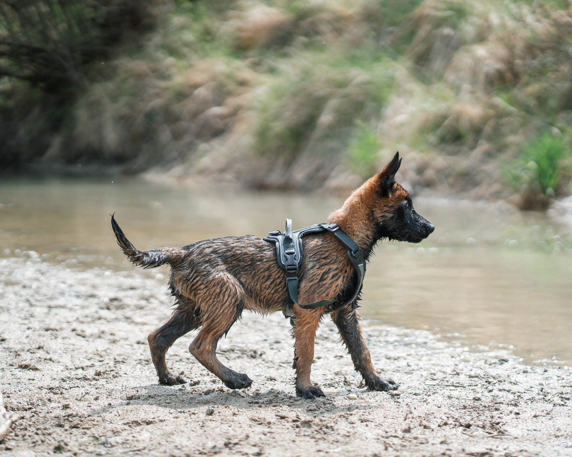 Cachorro Malinois Ramble harness