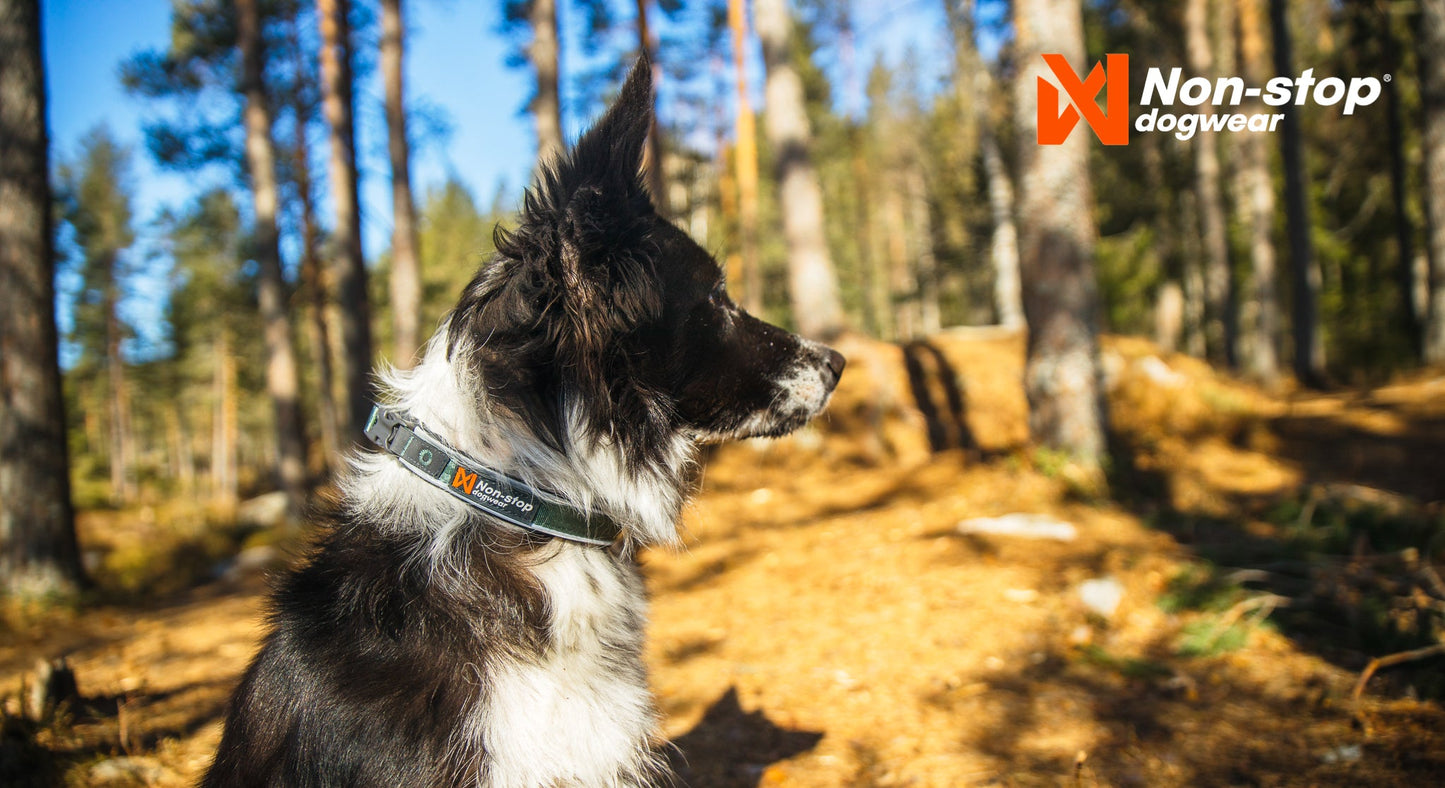 Non-stop dogwear Roam collar – Collar Resistente y Acolchado para Perros