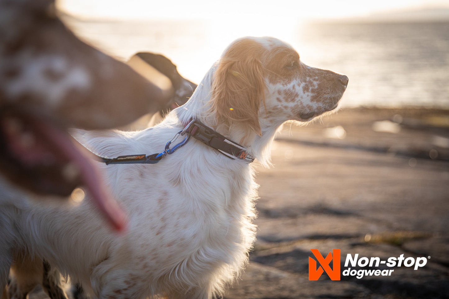 Non-stop dogwear Roam collar – Collar Resistente y Acolchado para Perros