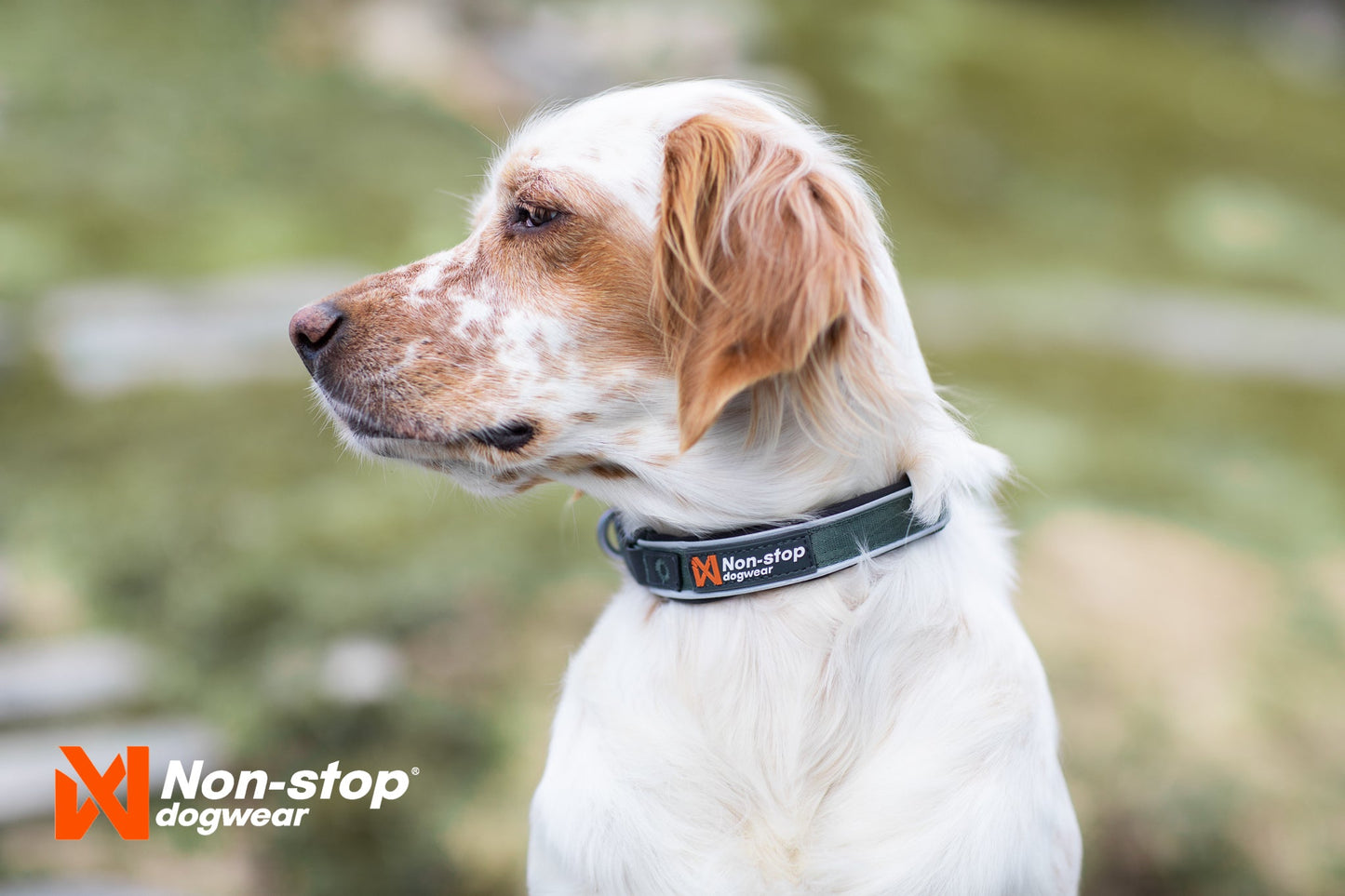 Non-stop dogwear Roam collar – Collar Resistente y Acolchado para Perros