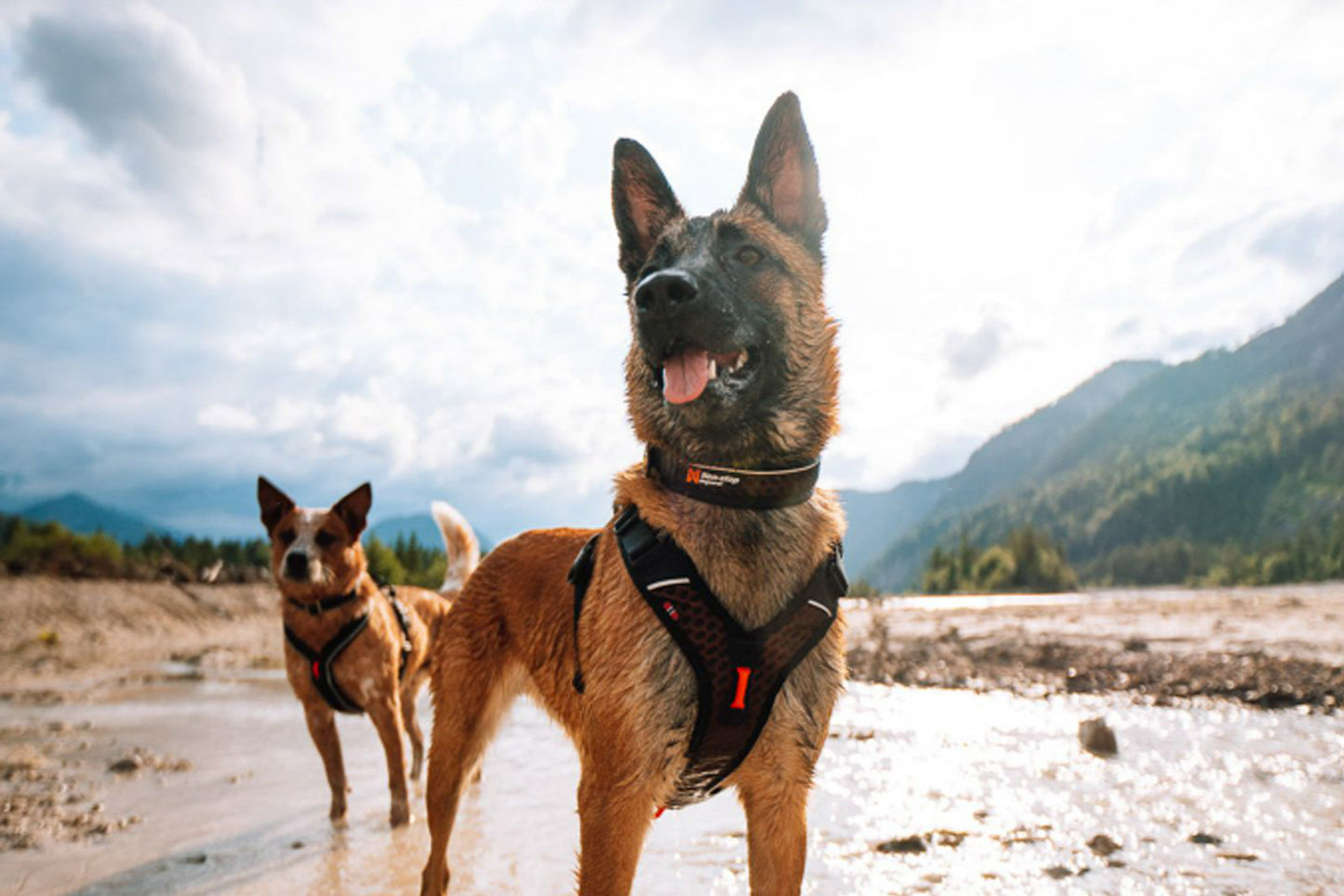 Non-stop dogwear Rock adjustable collar – Collar Transpirable para Perros Activos
